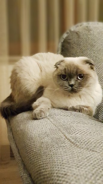 苏格兰折耳猫的猫图片下载