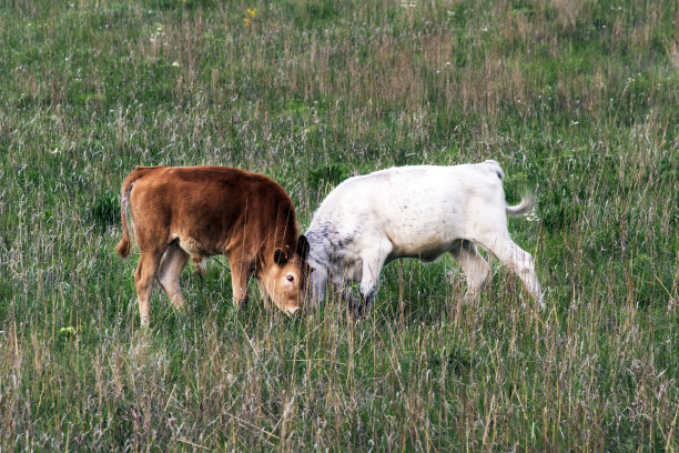 长角牛图片下载