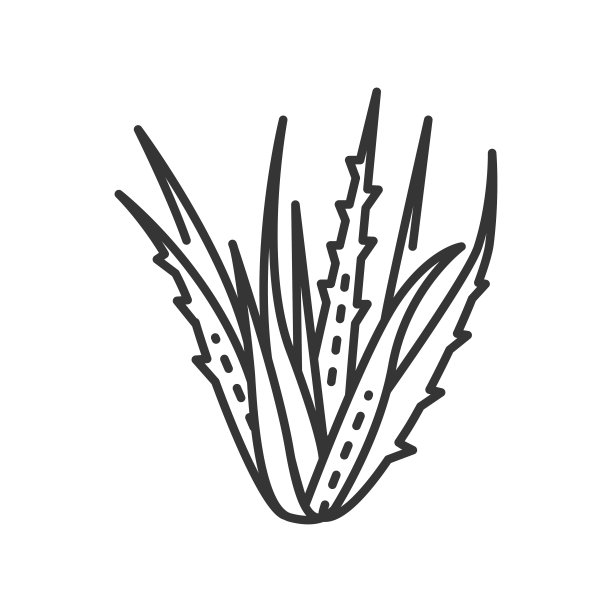 芦荟植物黑线图标。用于人类内部和外部作为民间或替代药物的植物。象形文字用于网页、手机应用、促销。可编辑的中风。图片下载