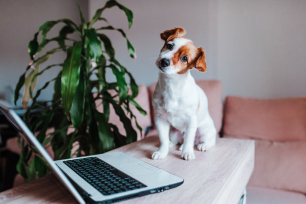 可爱的杰克罗素狗在家里用笔记本电脑工作。技术概念图片下载