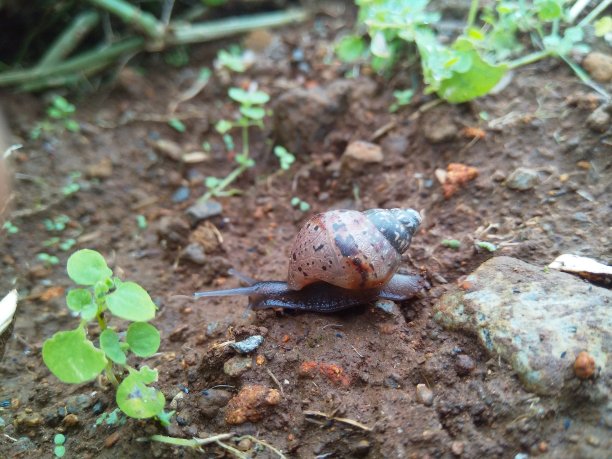 小蜗牛图片下载
