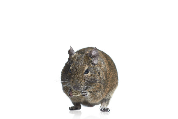 啮齿动物八谷孤立在白色背景图片下载