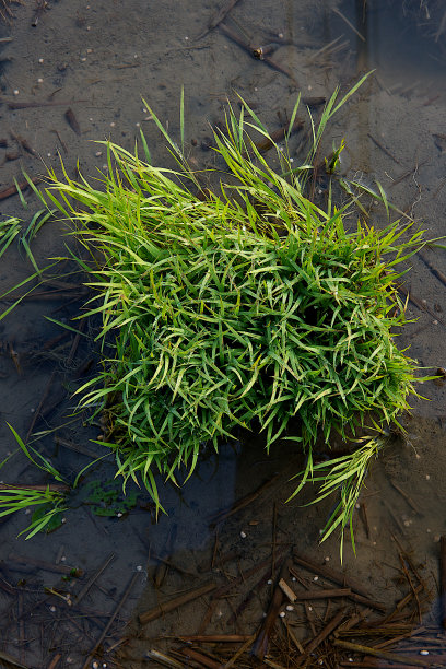 台湾，稻田里的水稻。图片下载