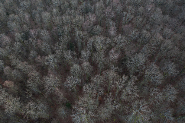 冬季森林树从上面的背景图片下载