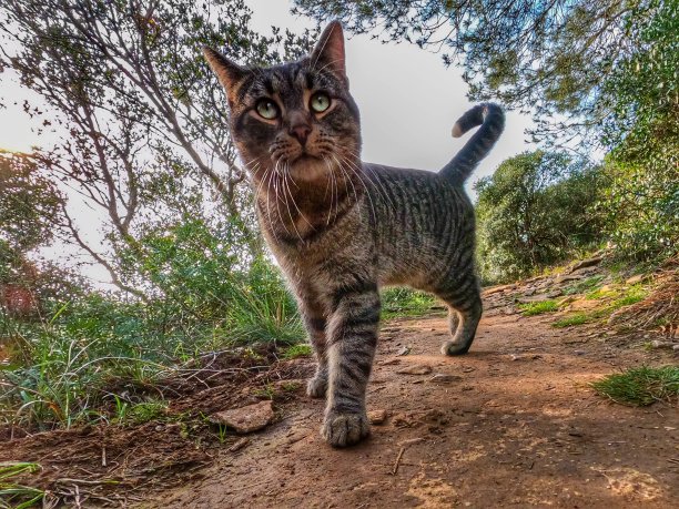 猫摆姿势图片下载