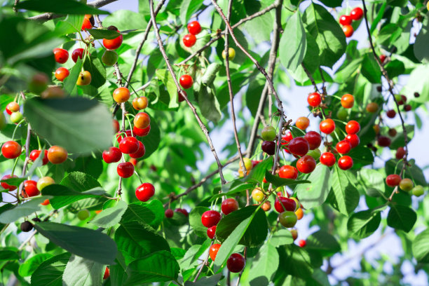 成熟的红樱桃在树枝上。春天是收获的季节。有选择性的重点图片下载