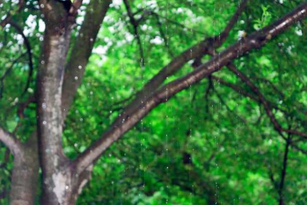 雨落在绿色的森林背景上。纹理背景。选择性焦点抽象、模糊图片下载
