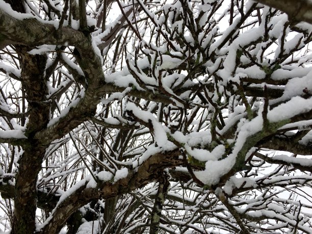 冬天的苹果树图片下载