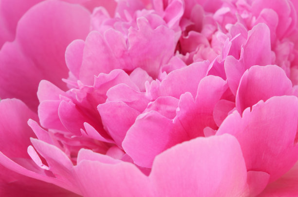 粉红色牡丹的特写图片下载