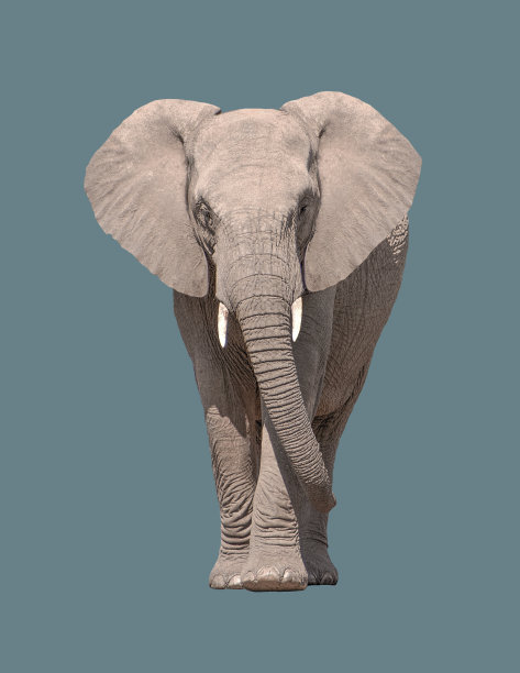 孤立的非洲象。图片下载