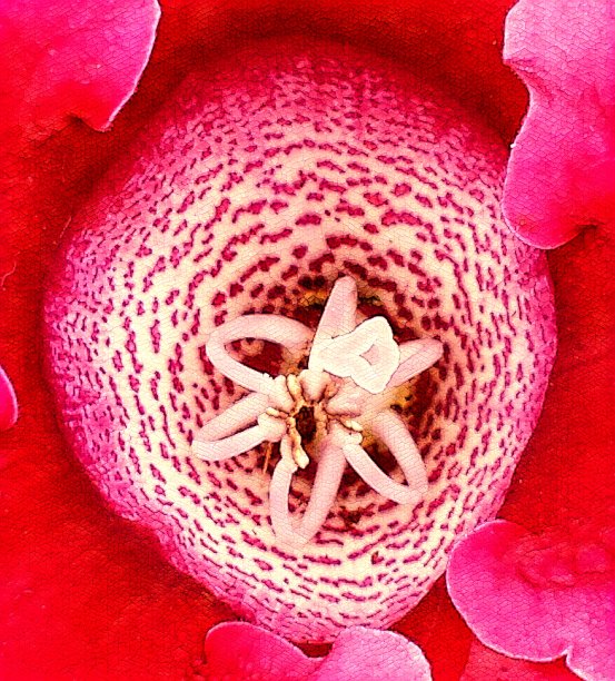 红色花卉幻想特写的形状，纹理和颜色图片下载