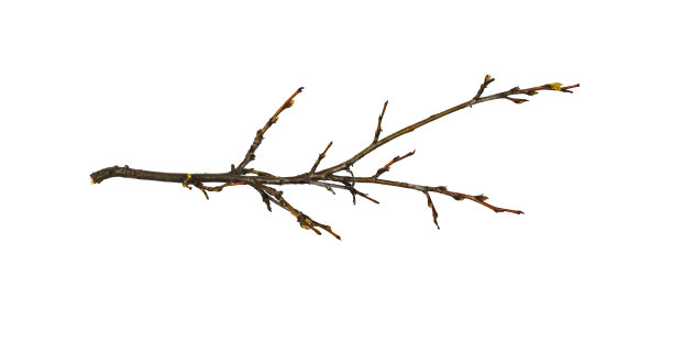 干树枝图片下载