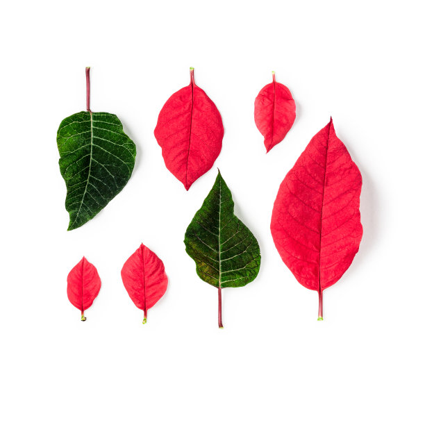 圣诞花一品红的花瓣和叶子图片下载