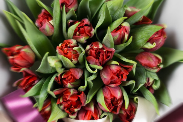 一束漂亮的红色郁金香。前视图。关闭了。孤立在白色背景上图片下载