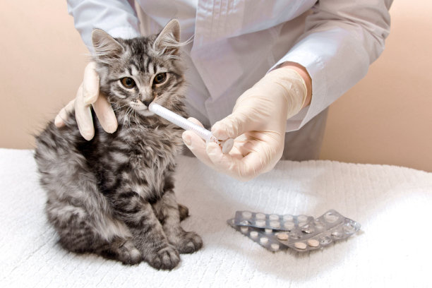 兽医用注射器给小猫喂药，三色虎斑猫，家畜疫苗接种图片下载
