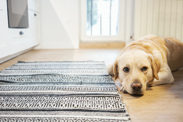 狗在家里图片下载