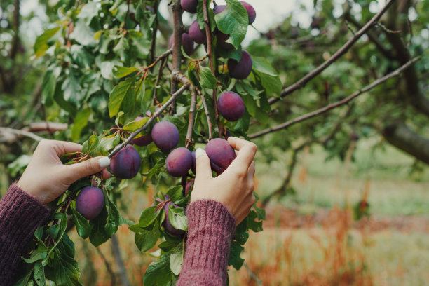 从树上摘李子的女人图片下载