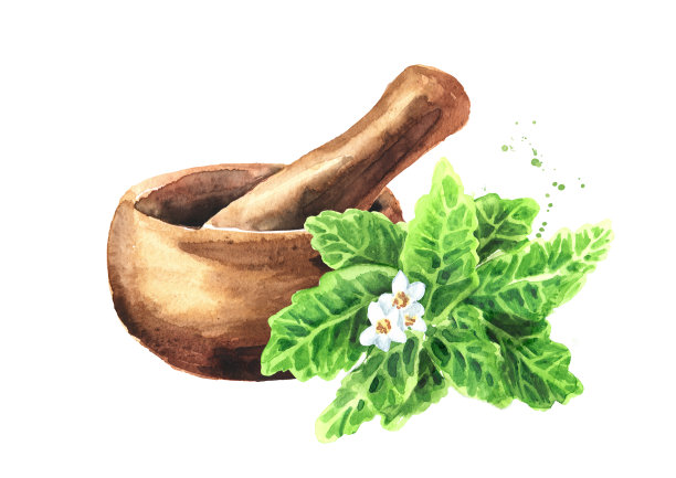 甜叶菊嫩枝，花，鲜叶和臼。天然甜味剂。手绘水彩插图孤立的白色背景图片下载