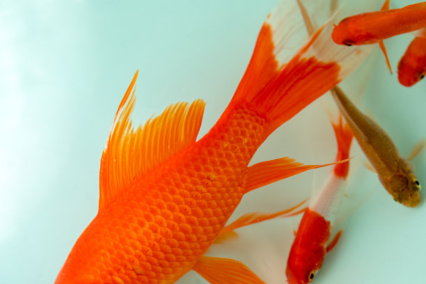 红色和金色的锦鲤图片下载