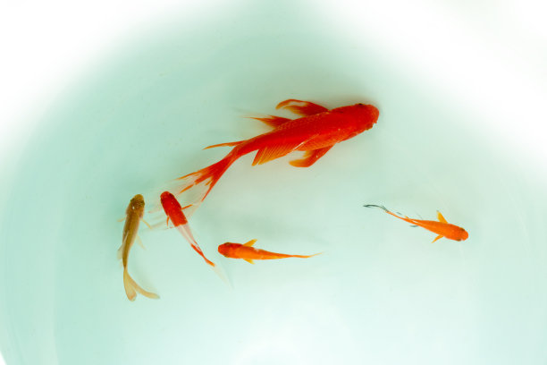 红色和金色的锦鲤图片下载