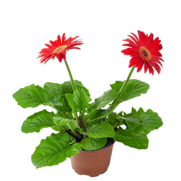 红色非洲菊花在花盆孤立在一个白色的背景。文本。图片下载