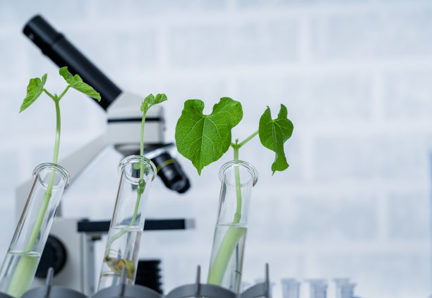 转基因植物试验。探索植物育种新方法的生态实验室。图片下载