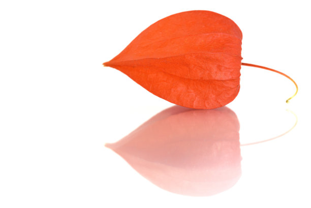 一个中国花灯植物花的特写在白色的背景反射图片下载