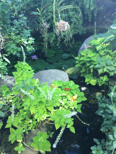 水生植物图片下载