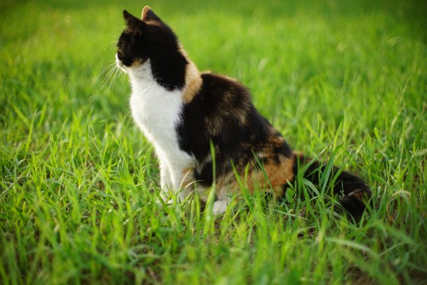 三色猫的画像，坐在新鲜的绿色草地上图片下载