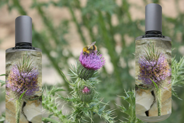 蓝色蓟精油装在小玻璃瓶中图片下载