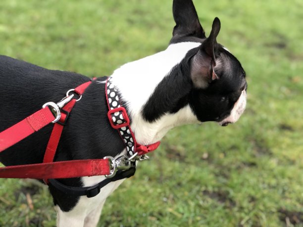 波士顿漫步图片下载