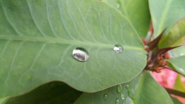 叶子上的水图片下载