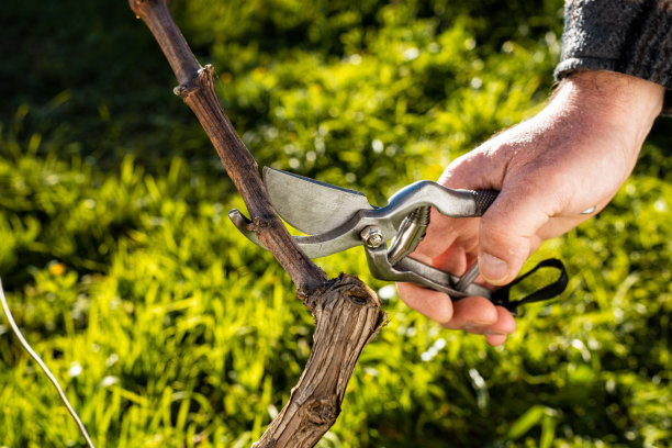 农民在冬天修剪藤蔓。农业。图片下载