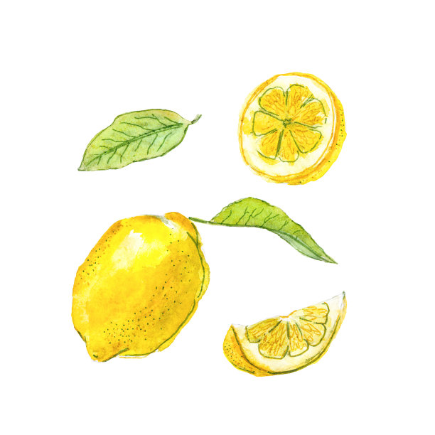 水彩手绘柠檬画，设计元素。图片下载