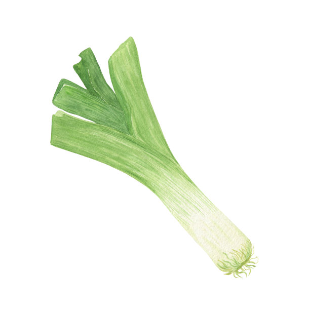 鲜韭菜水彩插画，青葱，孤立蔬菜，健康饮食理念图片下载
