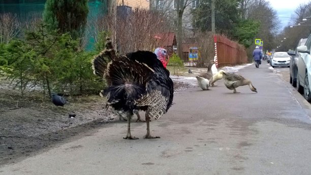 城镇街道上行走的火鸡和鹅。真实的城市生活背景。关于宠物的概念。图片下载