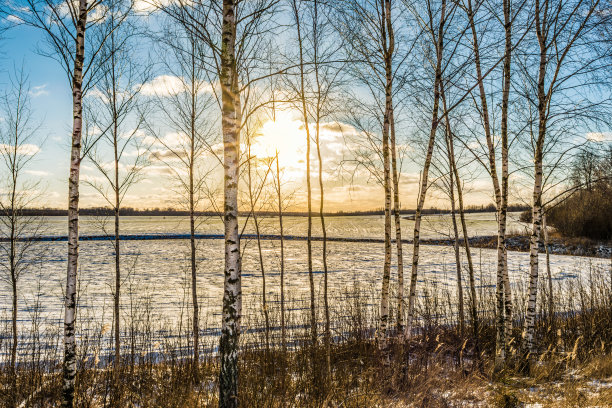 透过年轻的白桦树的树干和树枝，看到地平线上的雪地和蓝天上的夕阳。春天的景色伴着傍晚的新雪。图片下载