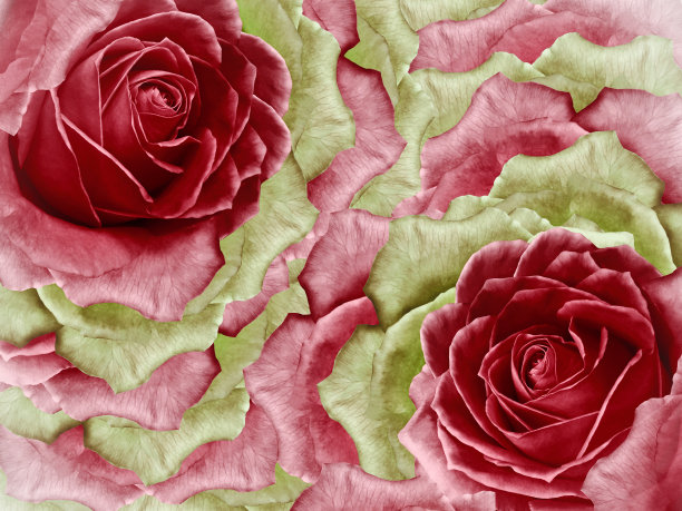 红色玫瑰花背景，花朵花瓣设计图片下载