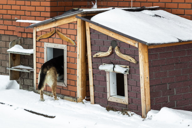 狗狗正在清理展位图片下载