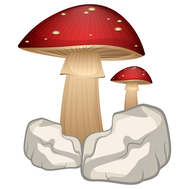 白色岩石上的蘑菇图片下载