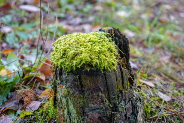 近距离观察苔藓生长在树桩上图片下载
