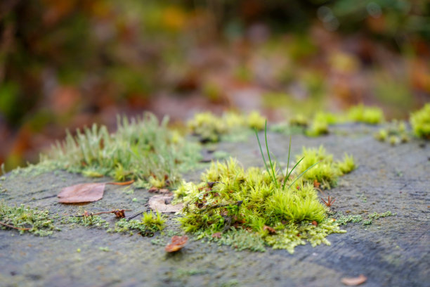 近距离观察苔藓生长在树桩上图片下载