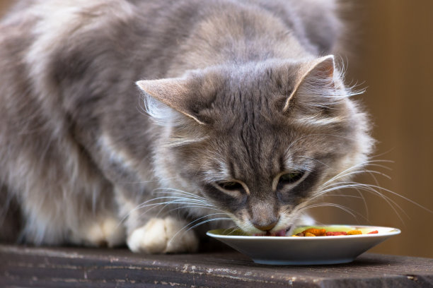 饥饿的灰色的猫图片下载