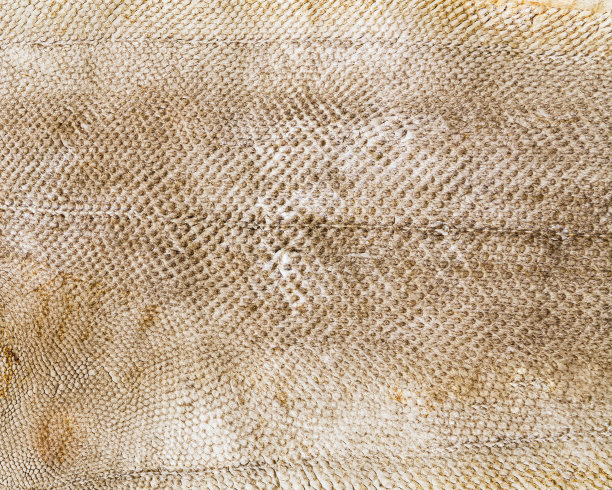 干鱼皮特写图片下载