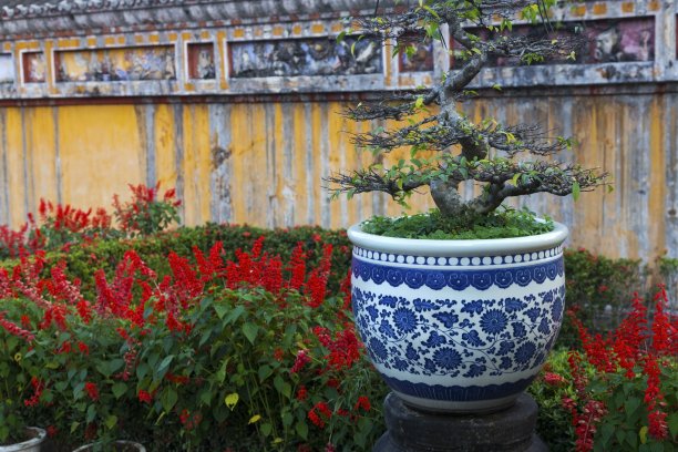 瓷花瓶上长出一棵盆景树图片下载