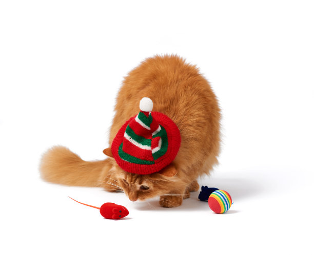 一只红色毛茸茸的大猫戴着一顶红色的帽子，坐在孤立的白色背景上，旁边是一只动物的玩具图片下载