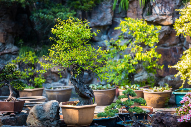 盆景树在花盆里图片下载