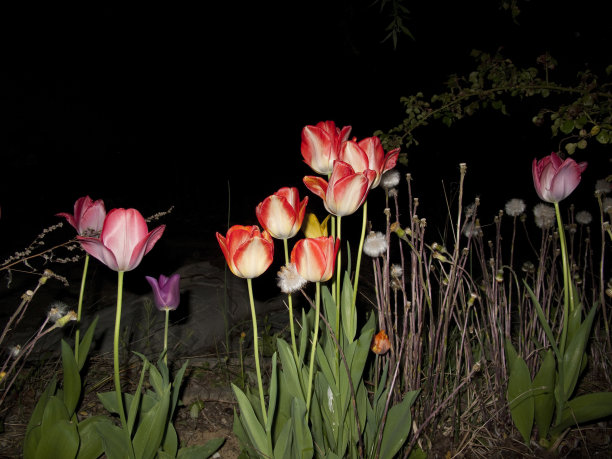 郁金香图片下载