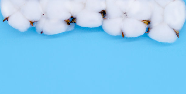 蓝色背景上的棉花枝。平躺，俯视图。为你的文本复制空间图片下载