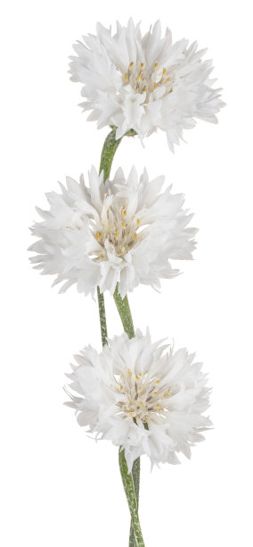 花孤立图片下载